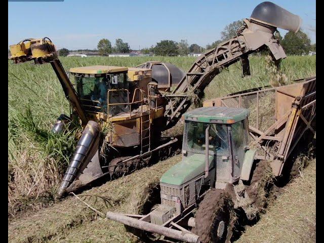 Cutting Cane in Muddy Conditions Cameco CH3500 4K