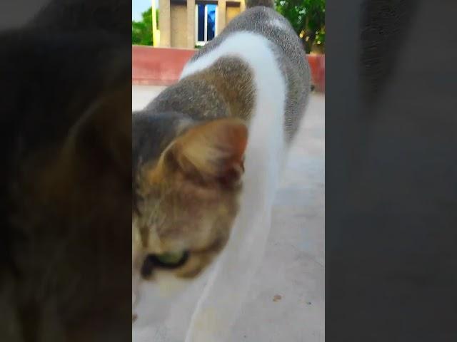 Animals 2024।cat mowing  parte - 321। ।#cat #shorts