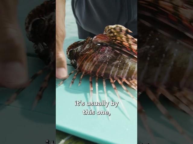 How to Eat Venomous Lionfish #shorts