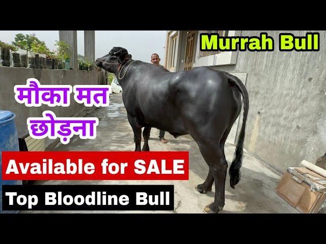 22 KG milk murrah buffalo son - Murrah bull available for sale, Murrah Buffalo farm in haryana