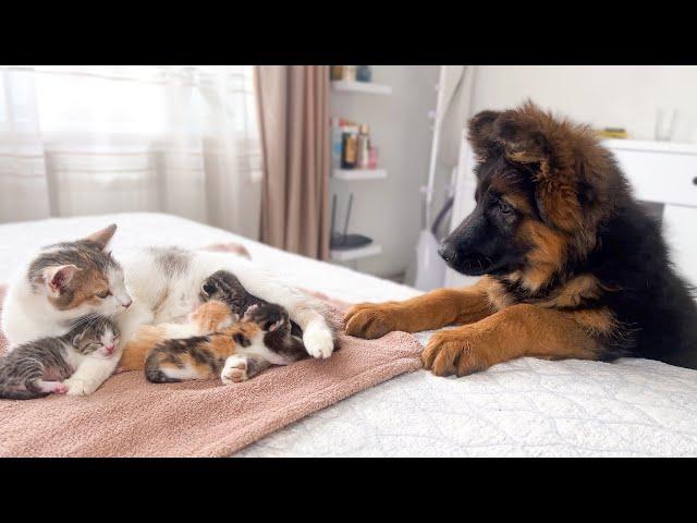 German Shepherd Puppy Meets Mom Cat with Newborn Kittens for the First Time