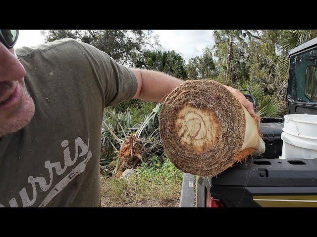 Swamp Cabbage! How to Eat The Inside Of a Palm Tree With Wild Pigeons!