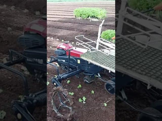 Our vegetable transplanters will help your heavy vegetable farming work. #shorts #agrimachinery