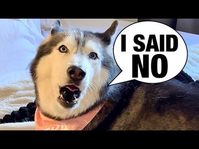 My Husky REFUSES To Share Her Bed (SHE ARGUES!)