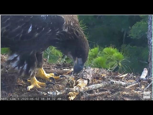 AEF NEFl Romy Casting and eating a Pellet