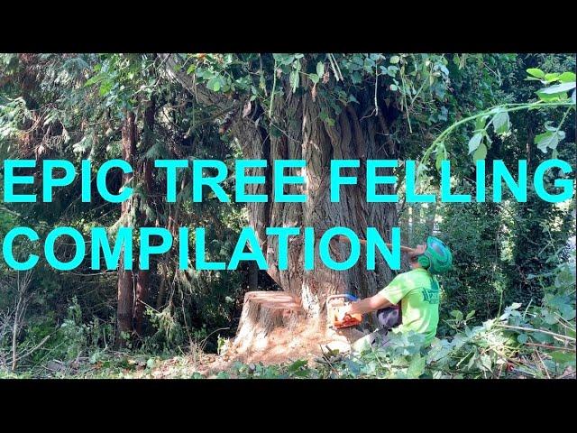 Epic Tree Felling Compilation!