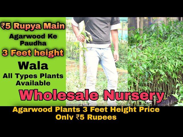 AGARWOOD PLANT / CHEAPEST PRICE WHOLESALE NURSERY