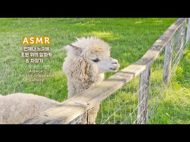 ASMR Easy-Going Alpaca on the Grassland | Relaxing Lullaby, Sleep Music with Farm Ambience