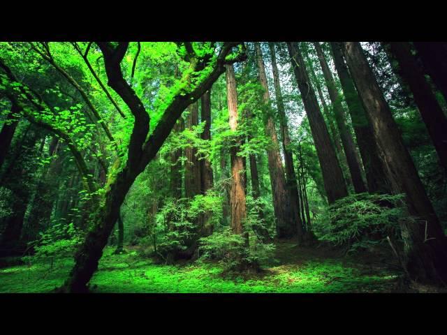 Peru Amazon Ayahuasca Shamanic Songs