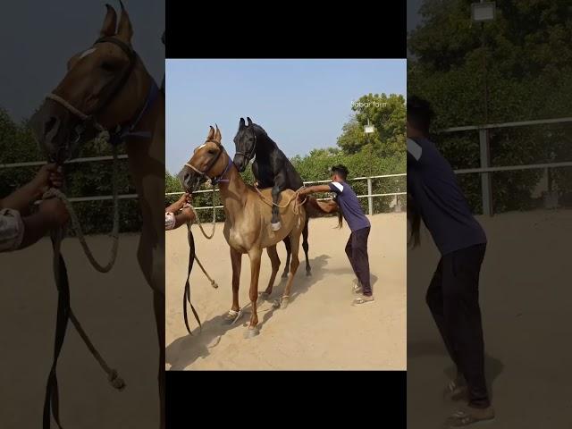 beautiful mare MADHURI covered by black stallion KALANAAG sabar stud farm 9979978503 / 9664968343