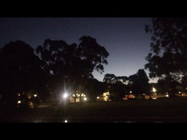 grey-headed flying fox (Pteropus poliocephalus) at LaTrobe Campus, Melbourne