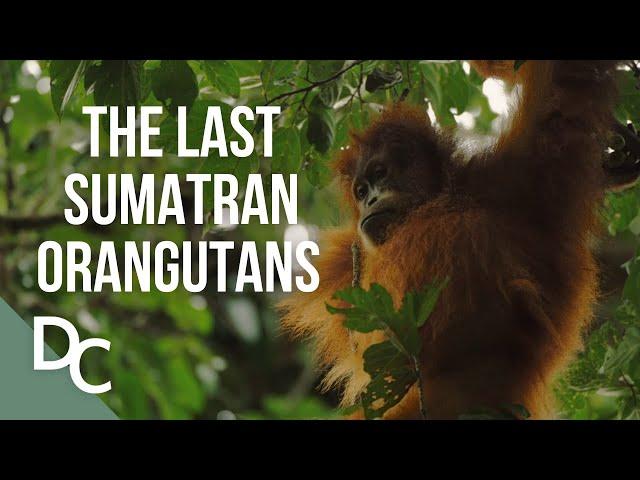 The Last Orangutans of Sumatra | 1000 Days For The Planet | Documentary Central