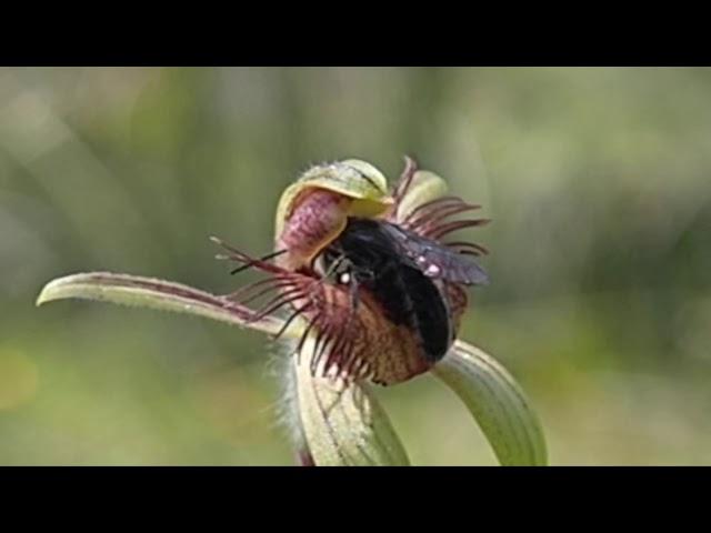 Dancing orchid pollination 1080