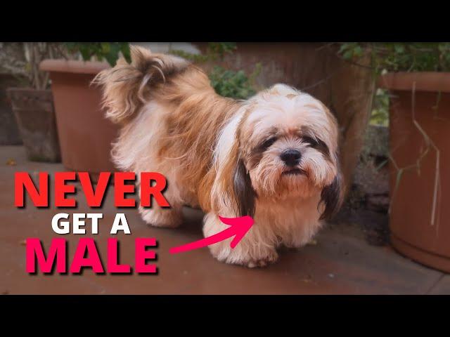 Reasons Why You SHOULD NOT Get A Male Shih Tzu!