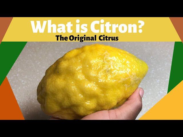 What is Citron?| The Original Citrus