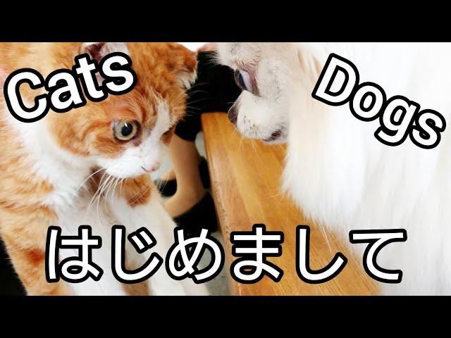 チワワ犬と猫のはじめまして しあわせ待合室