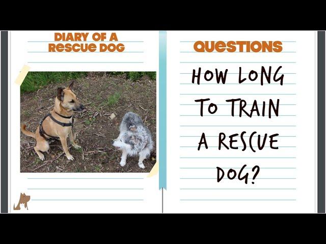 How long does it take to train a rescue dog?  Diary of a rescue dog - Questions