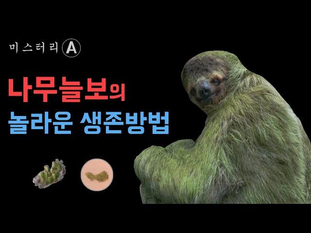 나무늘보가 멸종하지 않은 이유 (Feat.이끼 그리고 나방)