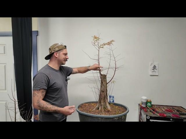 Bonsai 105: Creating and Caring for Bonsai Trees