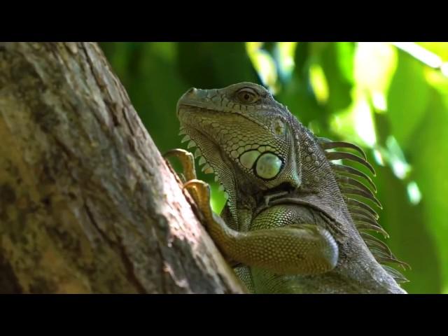 Costa Rica Story l Chris and Susan Beesley