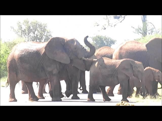 Where are all the elephants going?