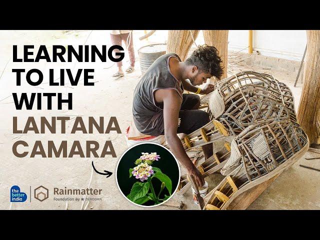 Living with Lantana camara @RainmatterFoundation | #invasivespecies #environment #sustainability