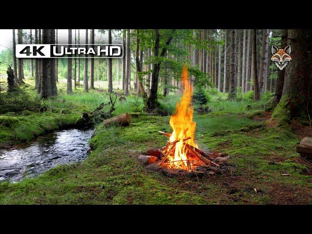 4K  This is a Real Forest Campfire Soothing Sounds of Nature Ultra HD