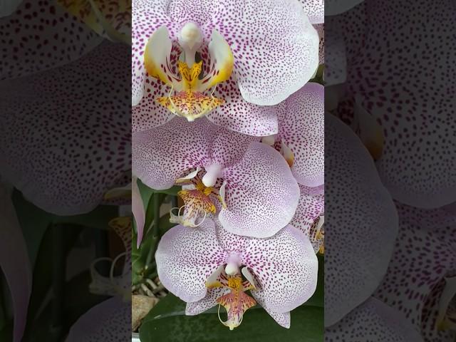 Дивовижна і чарівна Phal. Formation Magical and amazing orchid Formation #kyiv #phalaenopsis