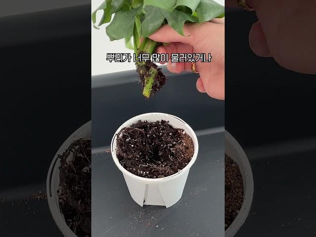 식물을 구하는 골든타임⏳ / 죽기직전 식물 살리는 방법 #식물 #식물키우기 #꿀팁 #plants