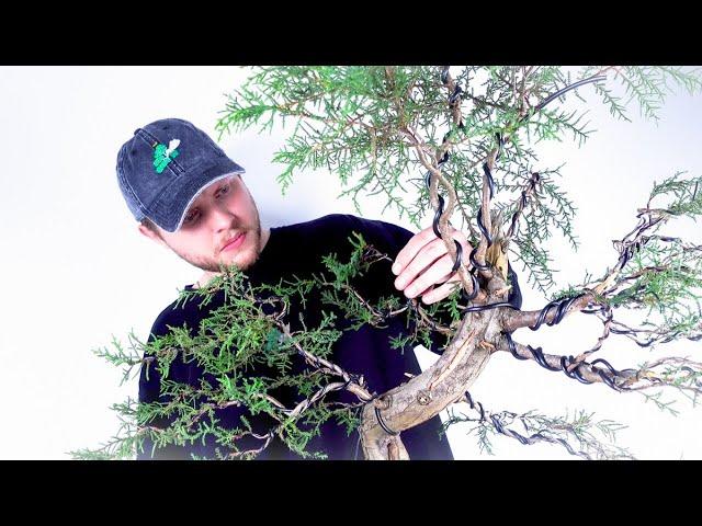 How To Make A Natural Bonsai - FULL PROCESS & EXPLANATION