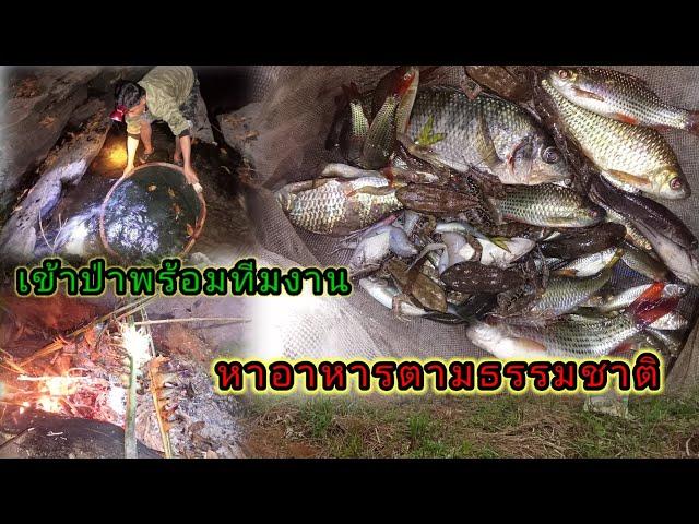 เข้าป่าหาอาหารตามธรรมชาติ//ເຂົ້າປ່າຫາອາຫານຕາມທຳມະຊາດ#บ่าวไก คนทำมาหากิน#เข้าป่า #หาอาหาร #ธรรมชาติ