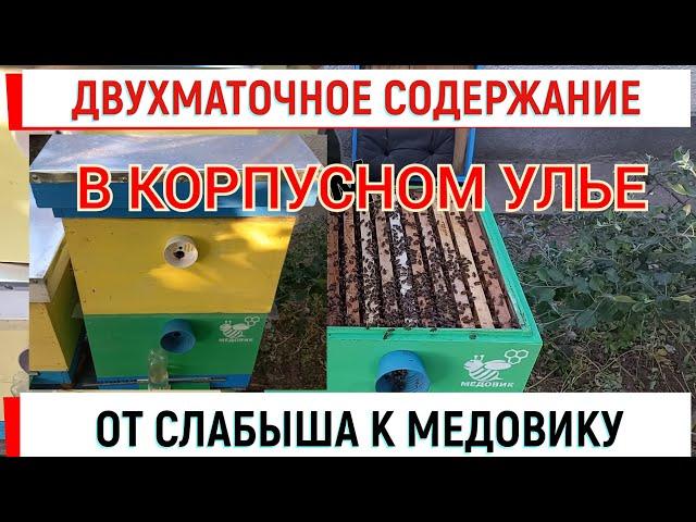 Двухсемейное содержание в вертикальном улье. От слабышей к МЕДОВИКУ.