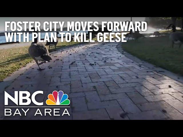 Foster City Moves Forward With Plan to Kill 100 Geese Over Poop Problem