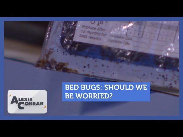 Should we be worried about bedbugs? Feat. BedBugs Limited | Alexis Conran