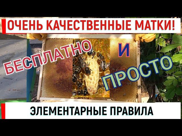 Очень качественные матки БЕСПЛАТНО и ПРОСТО для себя.