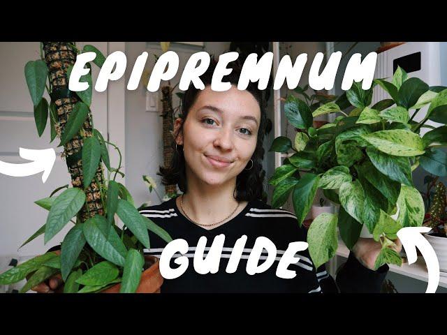 COMPLETE EPIPREMNUM GUIDE | pothos and pinnatum plant care + propagation tips