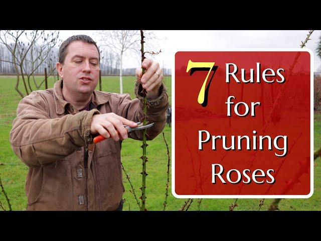 7 Rules for Pruning Roses