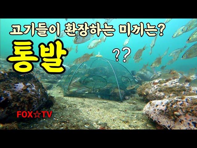 통발 최적의 미끼/프리다이빙통발/freediving fishtrap-FOXTV