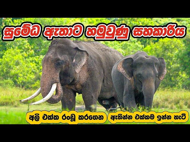 මින්නේරියෙන් සුමේධ ඇතා හොයා ගත්ත මනමාලීA tusk big elephant found its wife Build the next generation