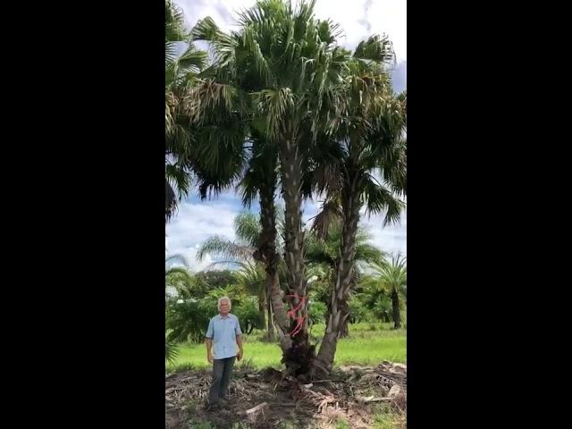 Chinese Fan Palm Triple Trunk 22-30'/The Tree Planters/50 Years of Experience Planting Large Trees