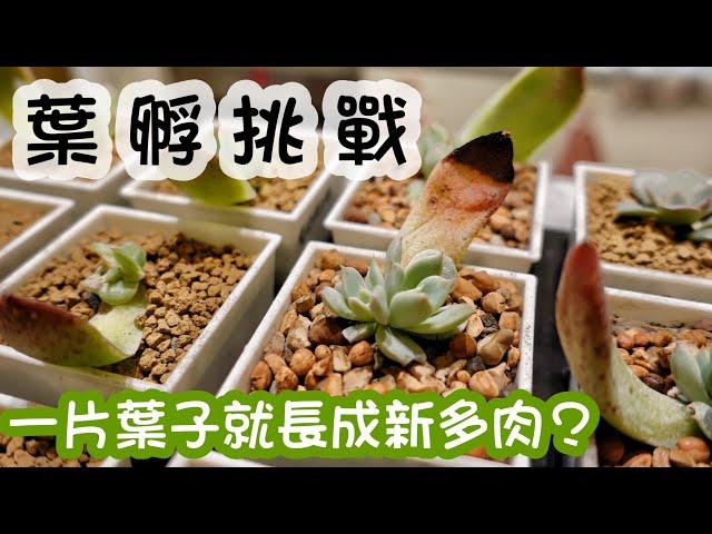 【多肉實驗室】A&Y葉孵挑戰！一片葉子就能長成新的多肉？Propagate Succulents from Leaves