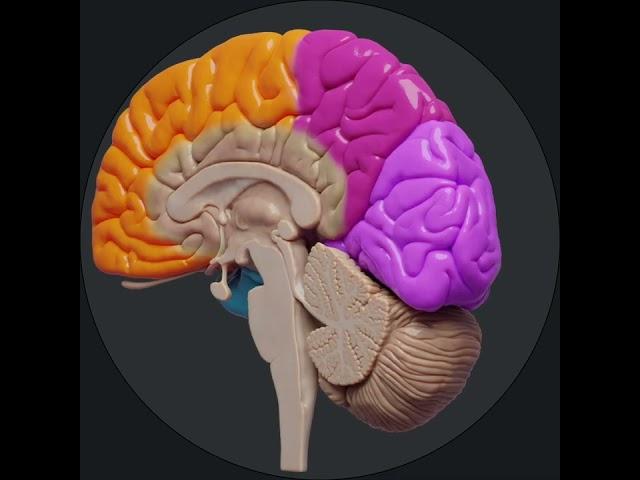 Lobes of the brain