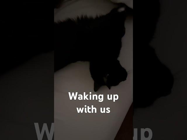 How 2 dogs 2 cats & 2 humans wake up