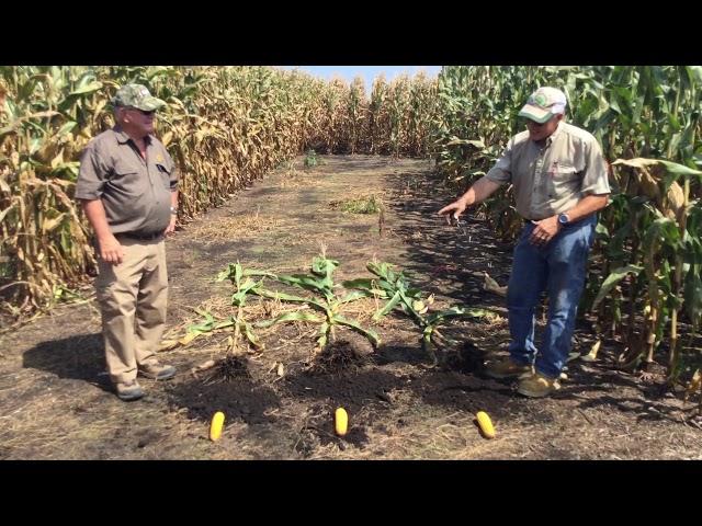 Dr. Heiniger highlights the performance of SP-1 on corn, Raw Video