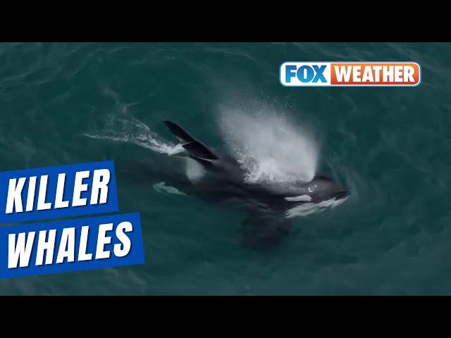 Endangered Killer Whales Spotted Off California Coast