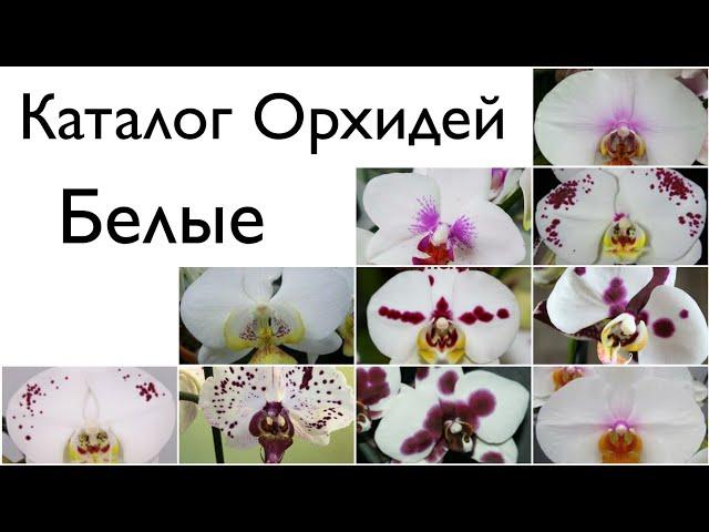  Сорта названия орхидей фаленопсис   Phalaenopsis orchid varieties  Каталог Орхидей  Белые 