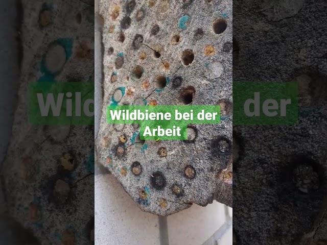 Wildbiene - Bienenhotel im Ulmenholz