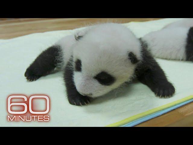 A rare look inside a giant panda nursery | 60 Minutes Archive