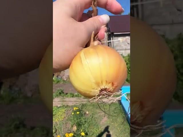 Строение луковицы 