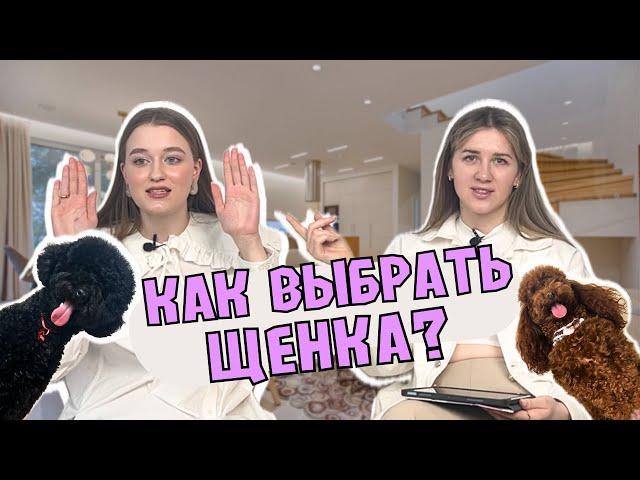 ПОСМОТРИ ПРЕЖДЕ ЧЕМ ПОКУПАТЬ СОБАКУ! ЩЕНОК ПРИСМЕРТИ, ОГРОМНЫЕ ТРАТЫ НА ЛЕЧЕНИЕ, ИНФЕКЦИИ, РАЗВОДНЯ.